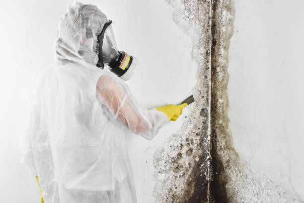Best Industrial Mold Remediation in Sparta, IL