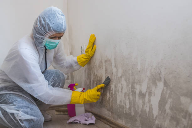 Best Localized Mold Remediation (e.g., coastal areas, humid climates) in Sparta, IL