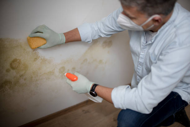 Best Residential Mold Remediation in Sparta, IL